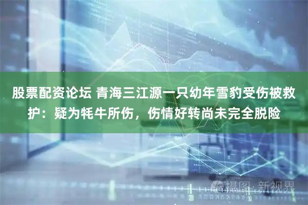 股票配资论坛 青海三江源一只幼年雪豹受伤被救护：疑为牦牛所伤，伤情好转尚未完全脱险