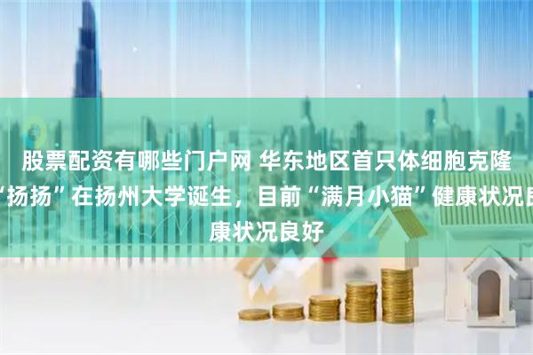 股票配资有哪些门户网 华东地区首只体细胞克隆猫“扬扬”在扬州大学诞生,目前“满月小猫”健康状况良好